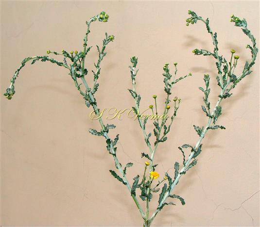 Flowering shoot